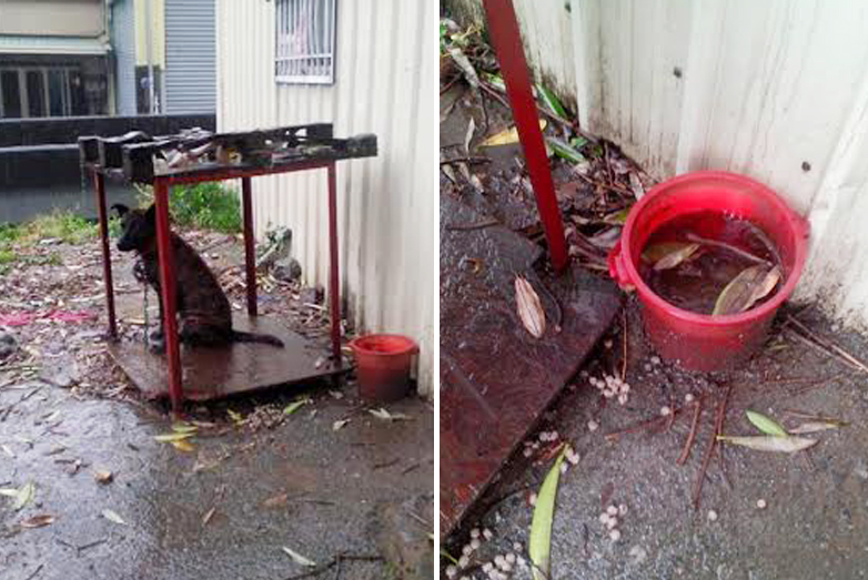 颱風天時,狗狗依然被鍊在戶外,飲用水看起來也不夠衛生。 TSPCA/提供