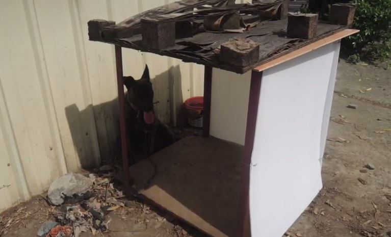 TSPCA認為飼主的環境改善(加上兩塊板子)依然無法讓狗躲過日曬雨淋。 影片截圖