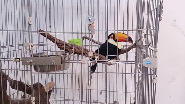 2012年林務局委託中山大學學者顏聖紘調查,發現輸入台灣的外來動物已達5101種,在商業炒作下,多數動物都可進入「寵物」市場。 台灣動物社會研究會/提供