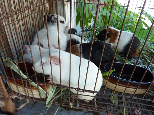 除了狗之外的寵物繁殖業者,動保法、野保法都不管,等同無主管機關。 台灣動物社會研究會/提供