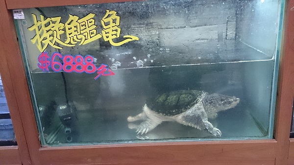 擬鱷龜性情兇惡,許多人認為並不適合作為寵物。 台灣動物社會研究會/提供