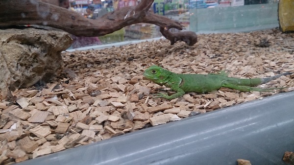 非犬貓寵物市場管理漏洞大,25日記者會後農委會對此發表回應。 台灣動物社會研究會/提供