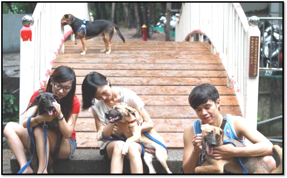 守護犬的餵食、洗澡等工作，都是由志工學生包辦。　中山大學校園流浪犬專案小組/提供