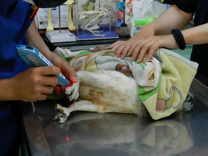 魚鷹妹經歷了七次針灸治療才讓傷爪復原。　全陽犬貓動物醫院/提供