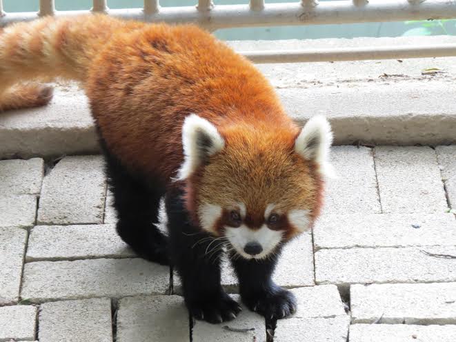 可愛的小貓熊渡海來台　/台北市立動物園提供