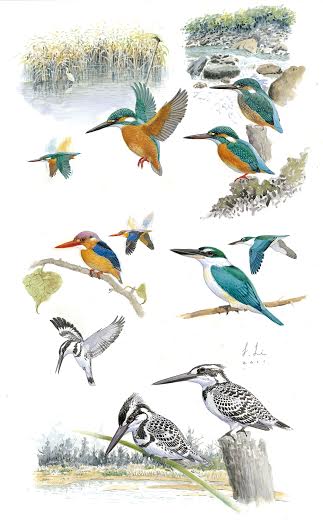 臺灣野鳥手繪圖鑑中「翠鳥科」的手繪圖，棲地與飛行姿態都在圖面上直接呈現。 林務局/提供