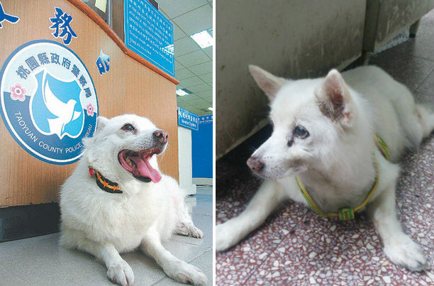 小白4年前授階時還活力十足(左),但現在已經是懶洋洋的高齡狗了(右)。 中新社、謝明翰/提供