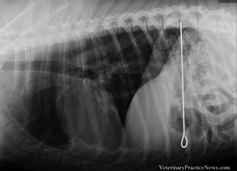 貪吃的馬利不小心連烤肉串針都吞了。 取自Veterinary Practice News