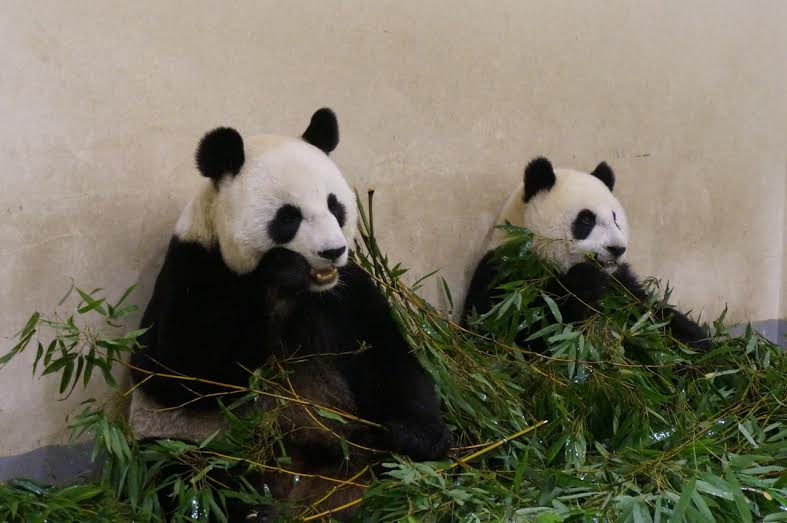 其實圓仔(右)只有媽媽的二分之一大。 台北市立動物園/提供