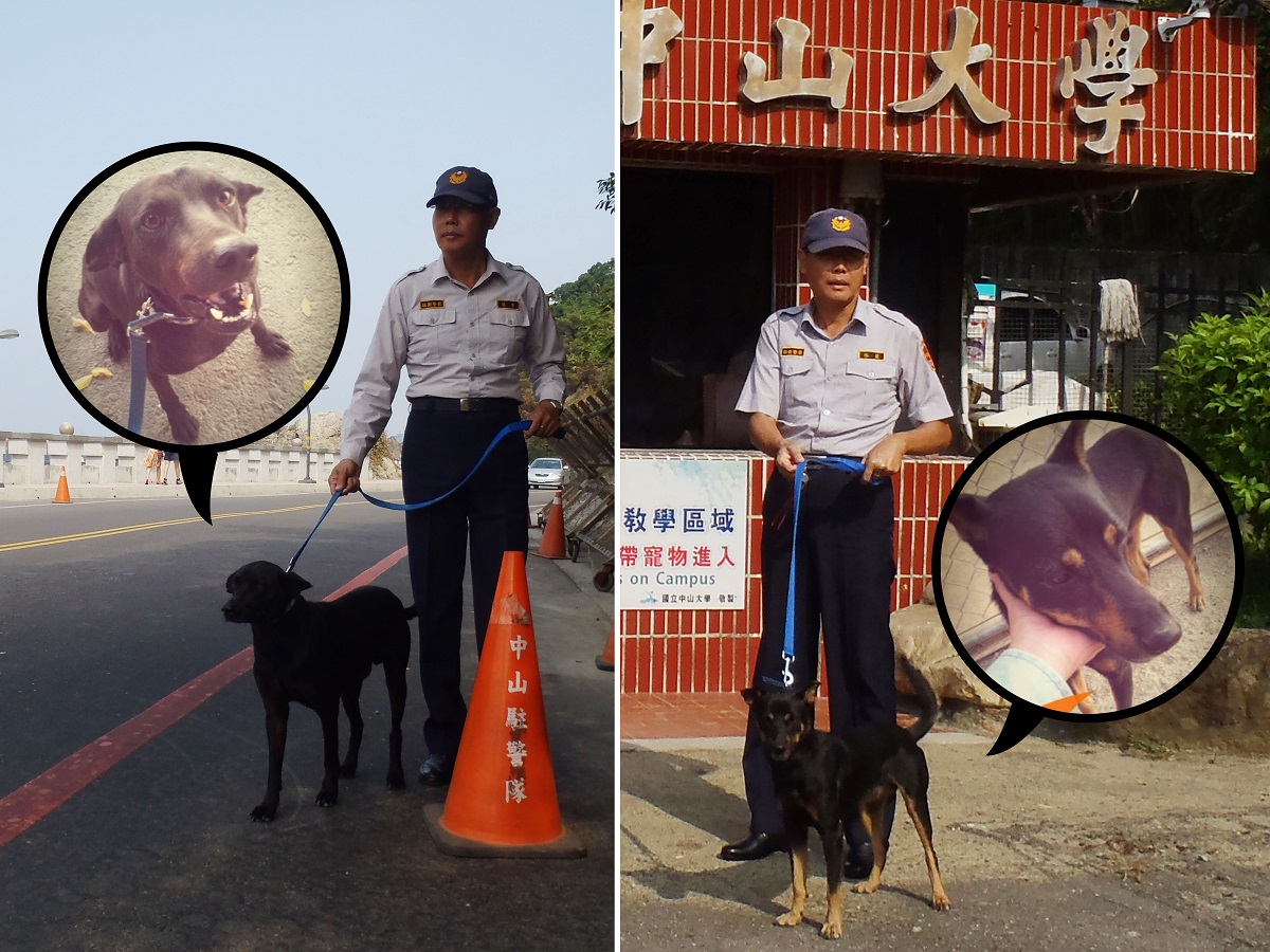 大黑(左)、小黑(右)從校園出入口對流浪狗進行「源頭管理」，警衛大哥非常喜歡小黑，常常帶著牠到處巡邏！　中山大學校園流浪犬專案小組/提供