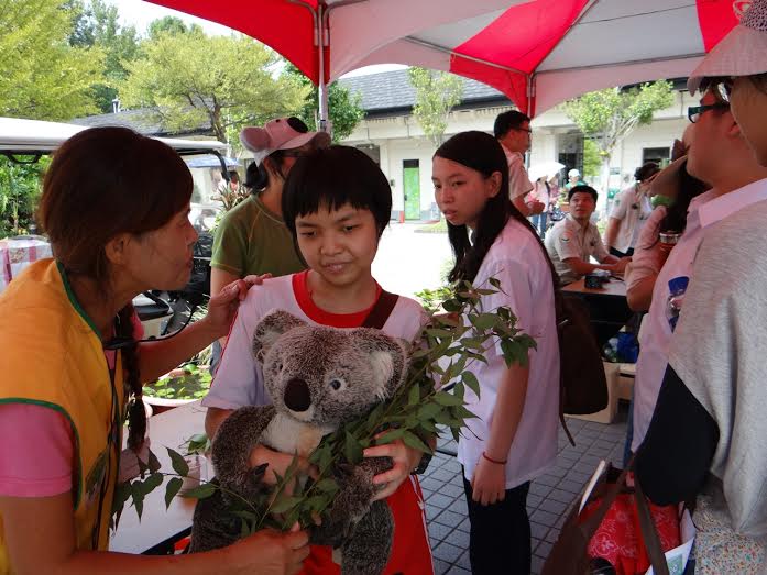 連重量都是1:1的無尾熊玩偶,配上尤加利葉的氣味,讓小朋友從中感受動物世界的奧秘。 台北市立動物園/提供