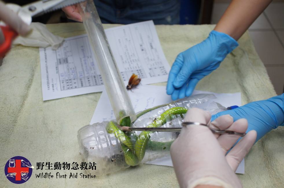 受困於寶特瓶中的赤尾青赤竹絲。 野生動物急救站/提供