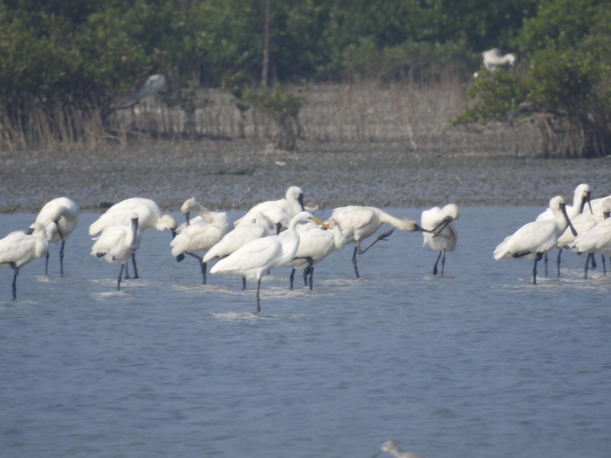 動保處呼籲民眾野外賞鳥後一定要記得勤洗手。 資料照片 邱仁武/提供