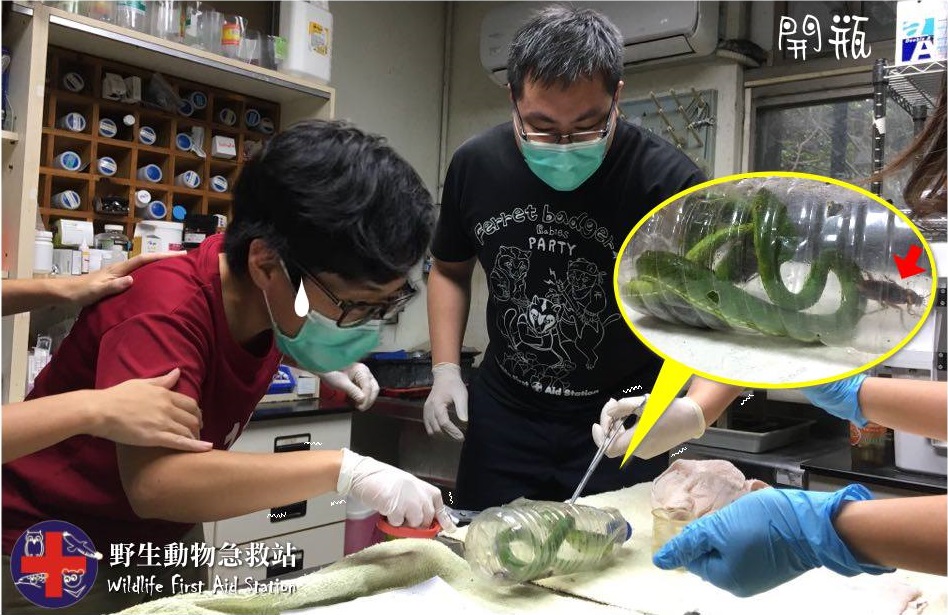 獸醫師們七手八腳的拯救受困的蛇，但其實他們害怕的是寶特瓶裡的蟑螂。 野生動物急救站/提供