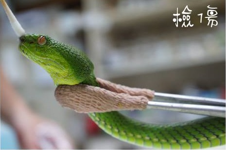 野生動物急救站的獸醫師幫蛇檢傷。  野生動物急救站/提供