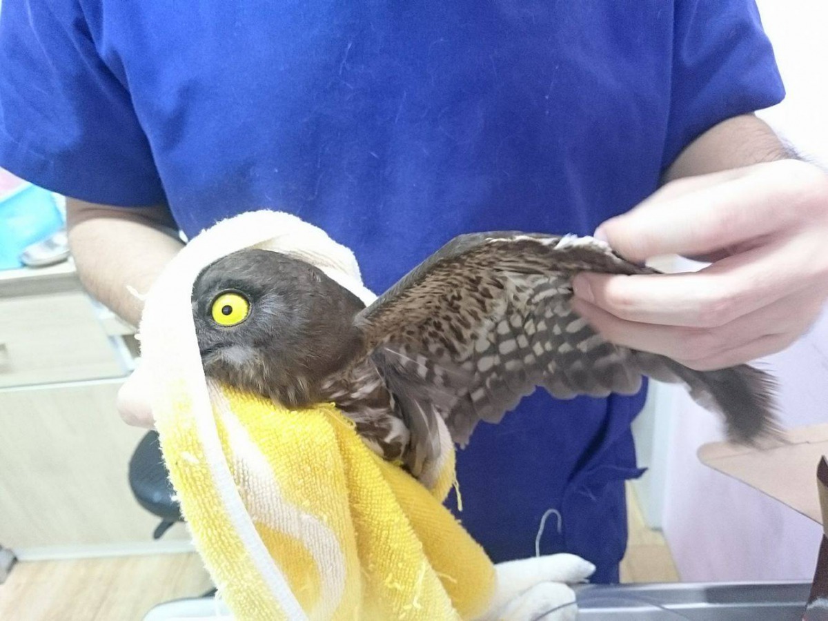 獸醫師在檢查傷鳥中。 桃園市野鳥學會/提供