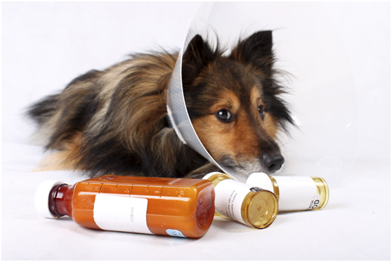 國內獸醫積極爭取用人藥來治療動物，但食藥署認為人藥未必適用於動物。取自/pixabay