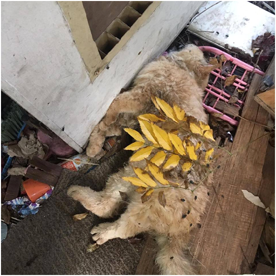 當時動保志工搜出的病貓。 新聞網資料照片 阿碰/提供