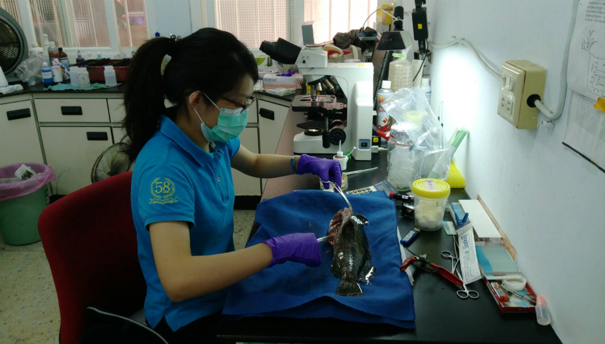 高雄市動保處提出金目鱸研究報告獲得全國動物疾病檢診評比第一名。 高雄市動保處/提供