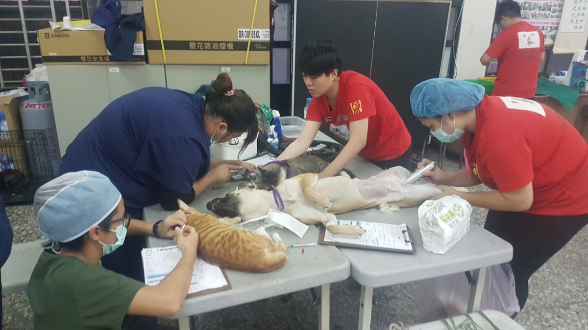 台中市今年為偏鄉犬貓絕育的數量創下新高。(圖為絕育手術前幫犬貓除毛) 台中市動保處/提供