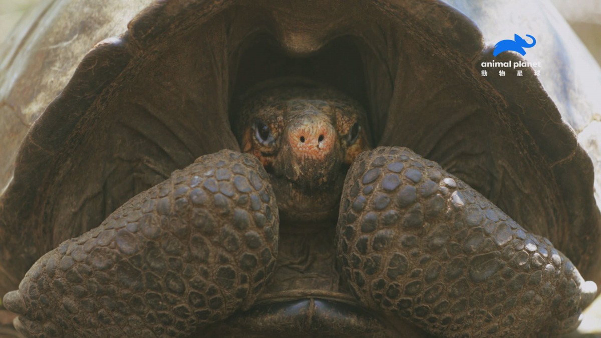 睽違112年，費南迪納巨陸龜再度被發現。 動物星球/提供