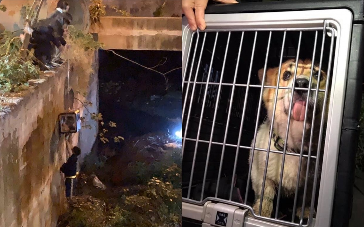 受困大排水溝的柯基在志工們合力用繩索(左)，順利將牠救出。 邵柏虎/提供