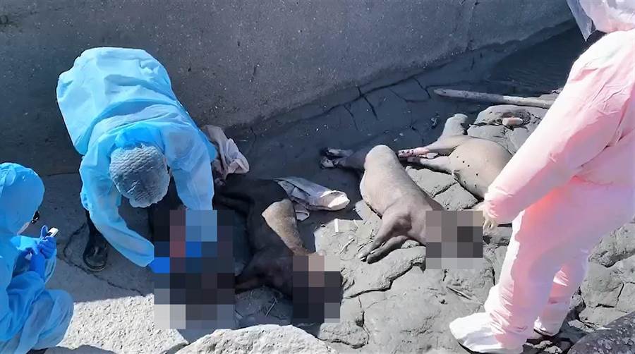 彰化縣大城鄉海邊連日出現有人惡意丟棄豬隻屍體。 海巡第三岸巡隊/提供