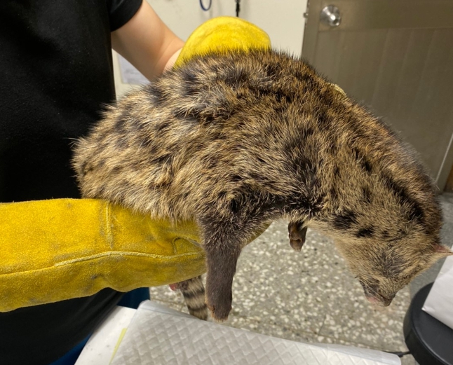 被民眾發現到的麝香貓，因後腳受傷而交由動保處救援。 新北市動保處/提供