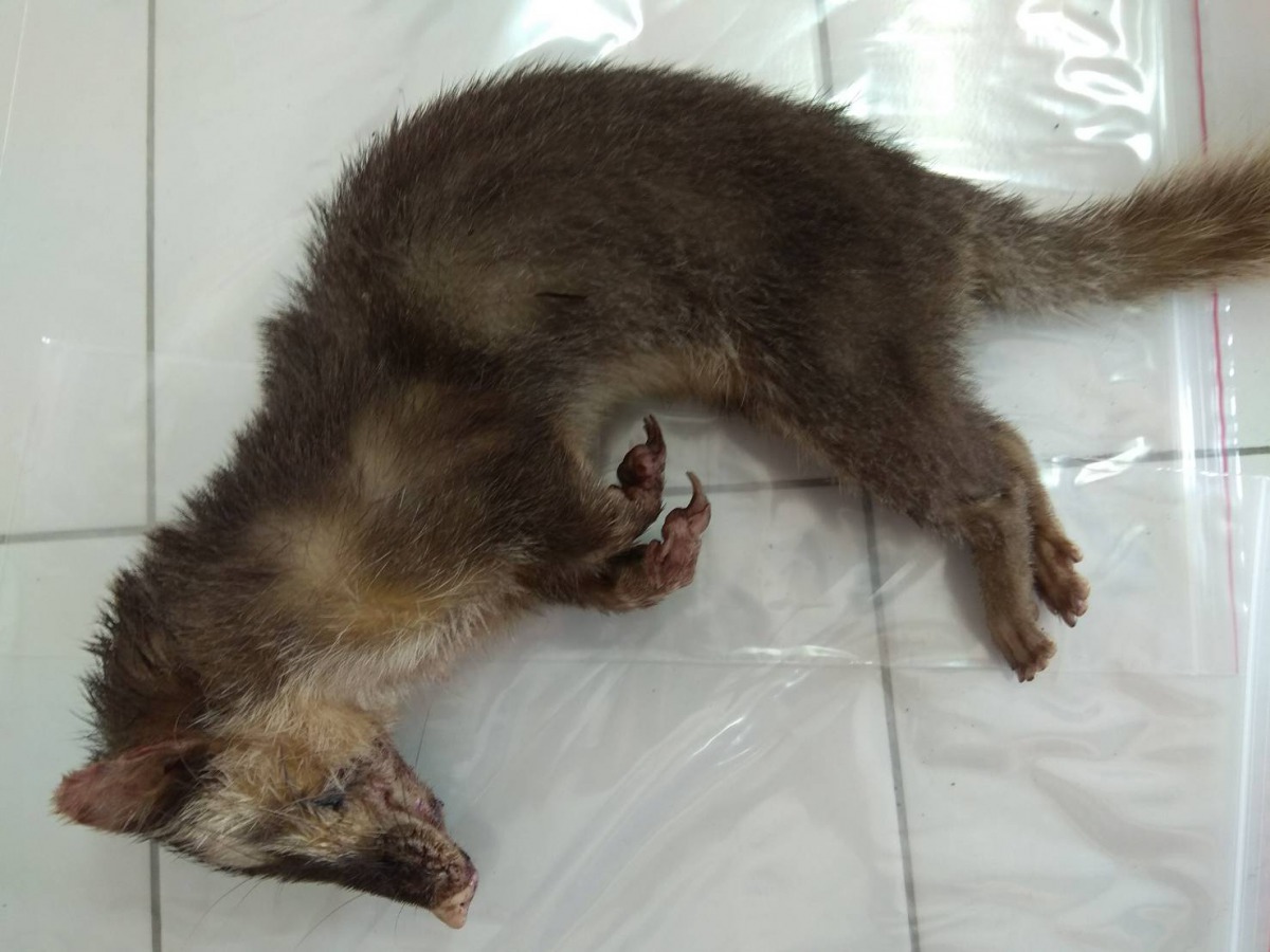 北市動保處檢驗65件野生動物均未感染狂犬病。 圖為鼬獾示意圖 資料照片 動保處/提供
