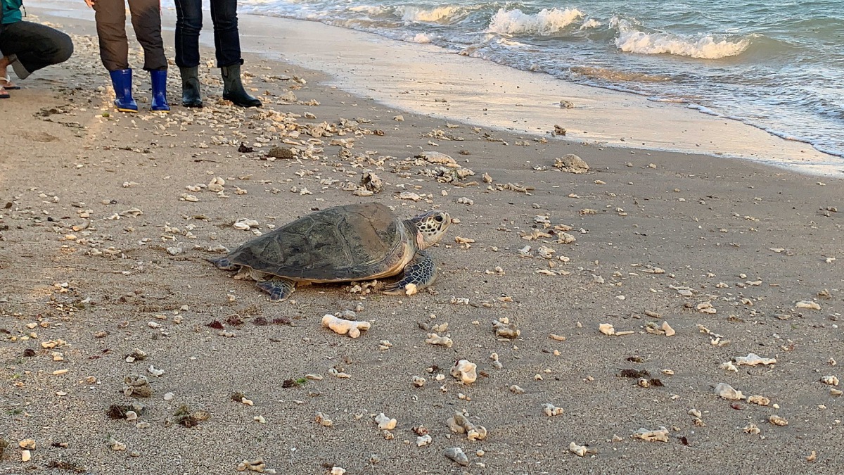 一隻擱淺後被救援安置的綠蠵龜，經過6個月的治療終於康復回到大海。 海熊市海洋局/提供
