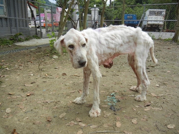 中和動物之家所收容的「大白」，肚子長了乳腺腫瘤。　新北市動保處/提供