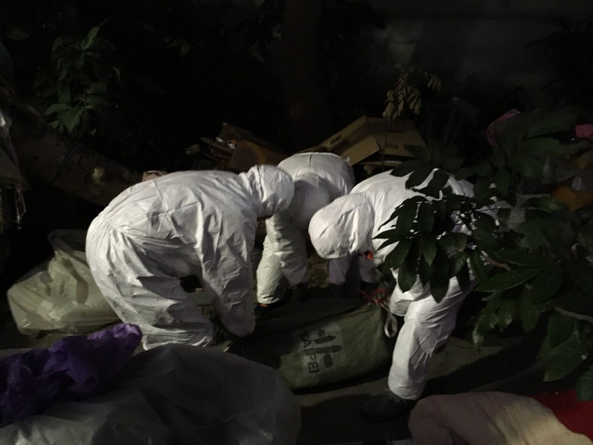 台北市士林區驚見麝香豬屍體，動保處隨即採樣檢驗是否為非洲豬瘟。 台北市動保處/提供