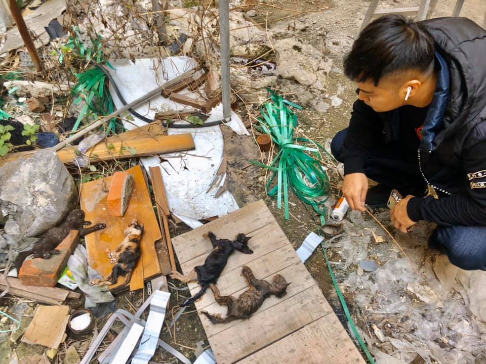 志工在廢棄工地發現4具貓咪屍體，已由新竹動保所解剖釐清死因。 邵柏虎/提供