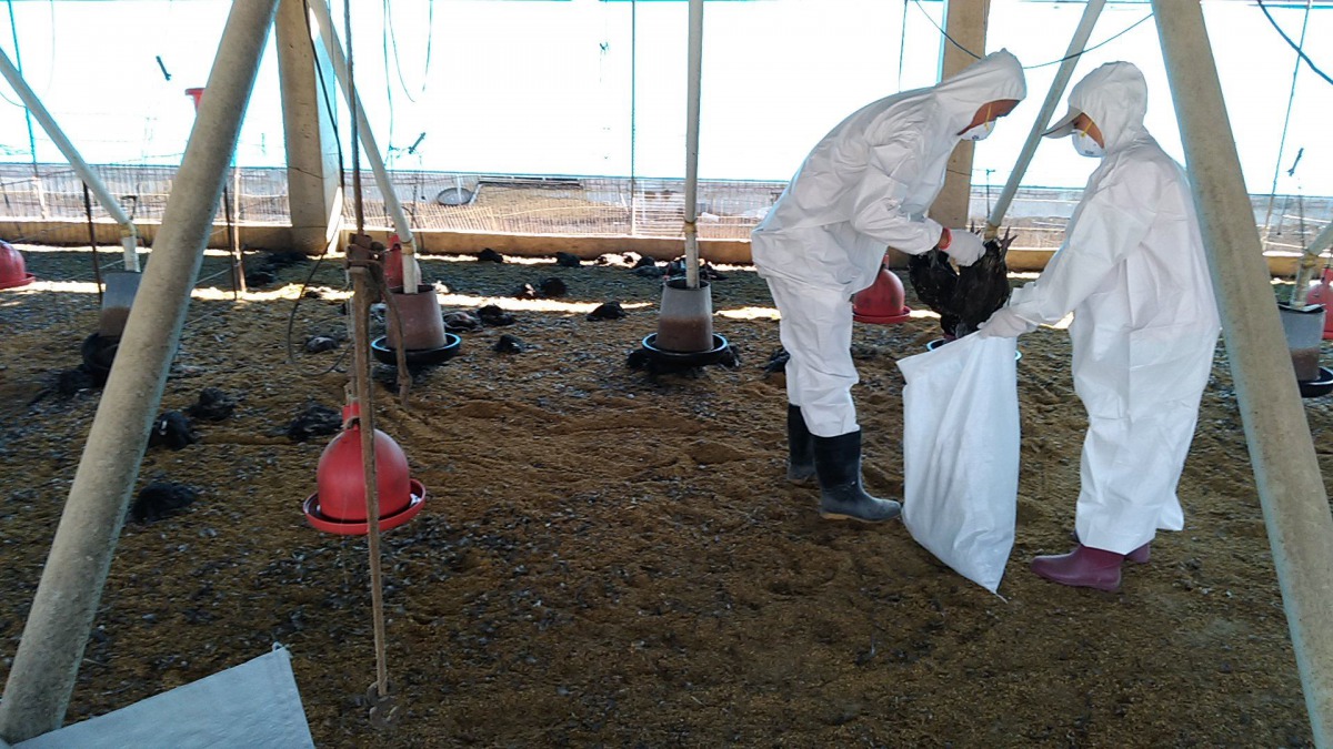 土雞場負責人在發現場內雞隻異常死亡後,主動通報防疫所卻忍感染禽流感,並撲殺16310隻土雞。 屏東縣政府/提供