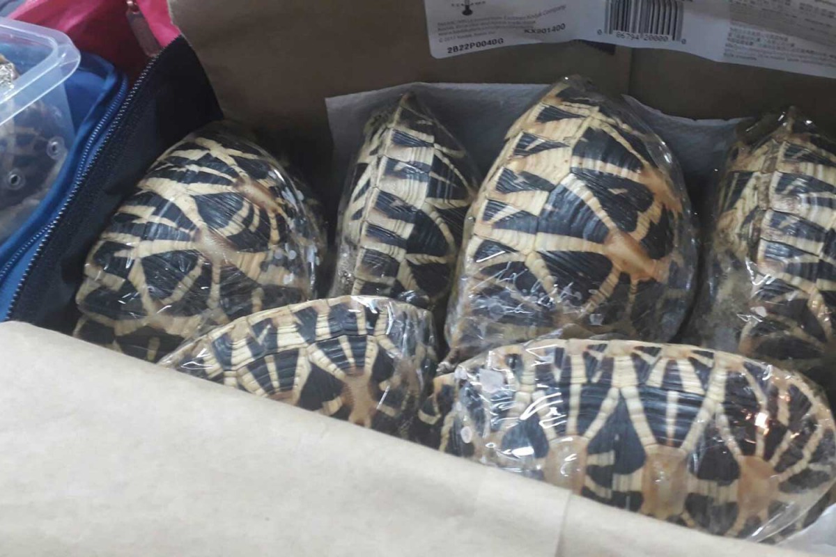 一對台灣夫妻打算從泰國走私印度星龜到台灣來，被當地海關查獲。 翻攝/BangkokPost