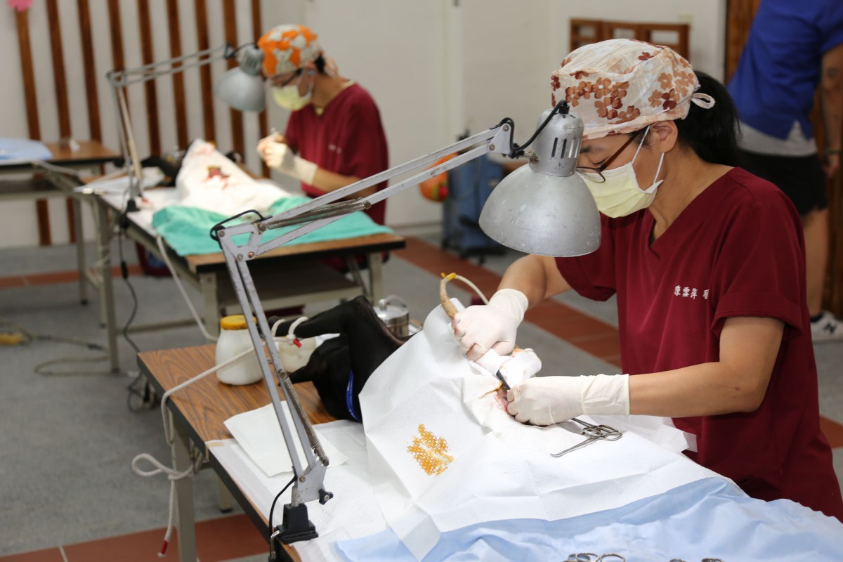 嘉義縣家畜所今年與鄉鎮公所、民間團體一同舉辦犬貓絕育活動，一共有4784隻犬貓完成絕育。資料照片 嘉義縣政府/提供