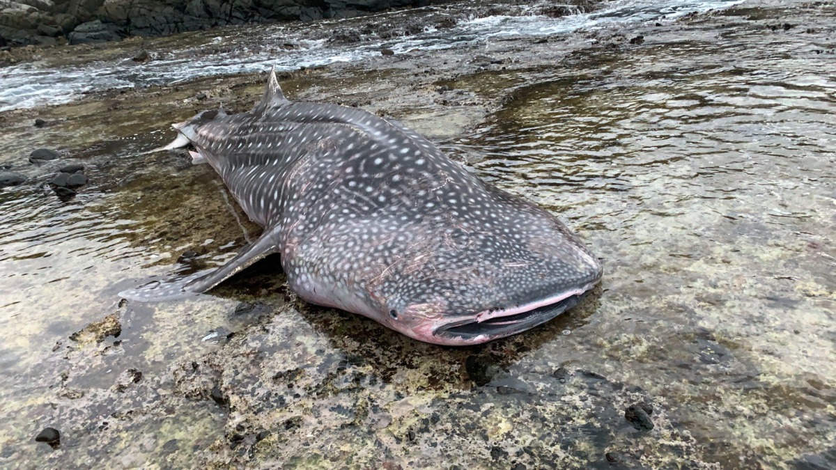 長約7公尺、重達1公噸的豆腐鯊被民眾發現擱淺在綠島岸際。 第一三岸巡隊/提供