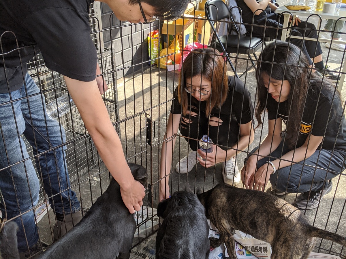 中山大學的學生們幫壽山收容所的浪浪們找家。 中山大學/提供