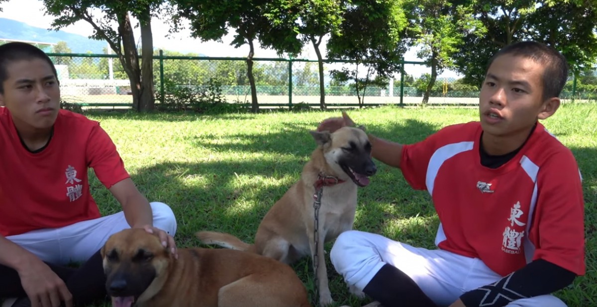 台東大學附屬體育高級中學拍攝微電影介紹校內的23隻狗狗，以詼諧的內容得到教育部「校園關懷動物競賽」第一名。 翻攝/微電影《狗狗的任務》