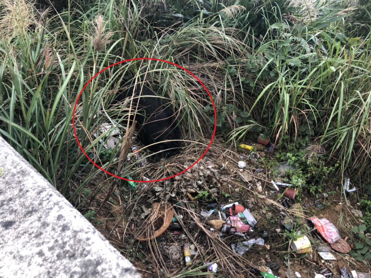 林口區觀海橋下傳出有一隻死亡的豬隻,動保處立即採樣送檢釐清是否有非洲豬瘟。 新北市動保處/提供