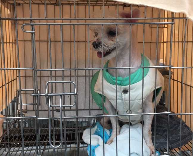 遇到寒冷的天氣時許多飼主會幫毛小孩穿衣服,但獸醫師提醒並不是任何時候都適合穿衣服。 新北市動保處/提供