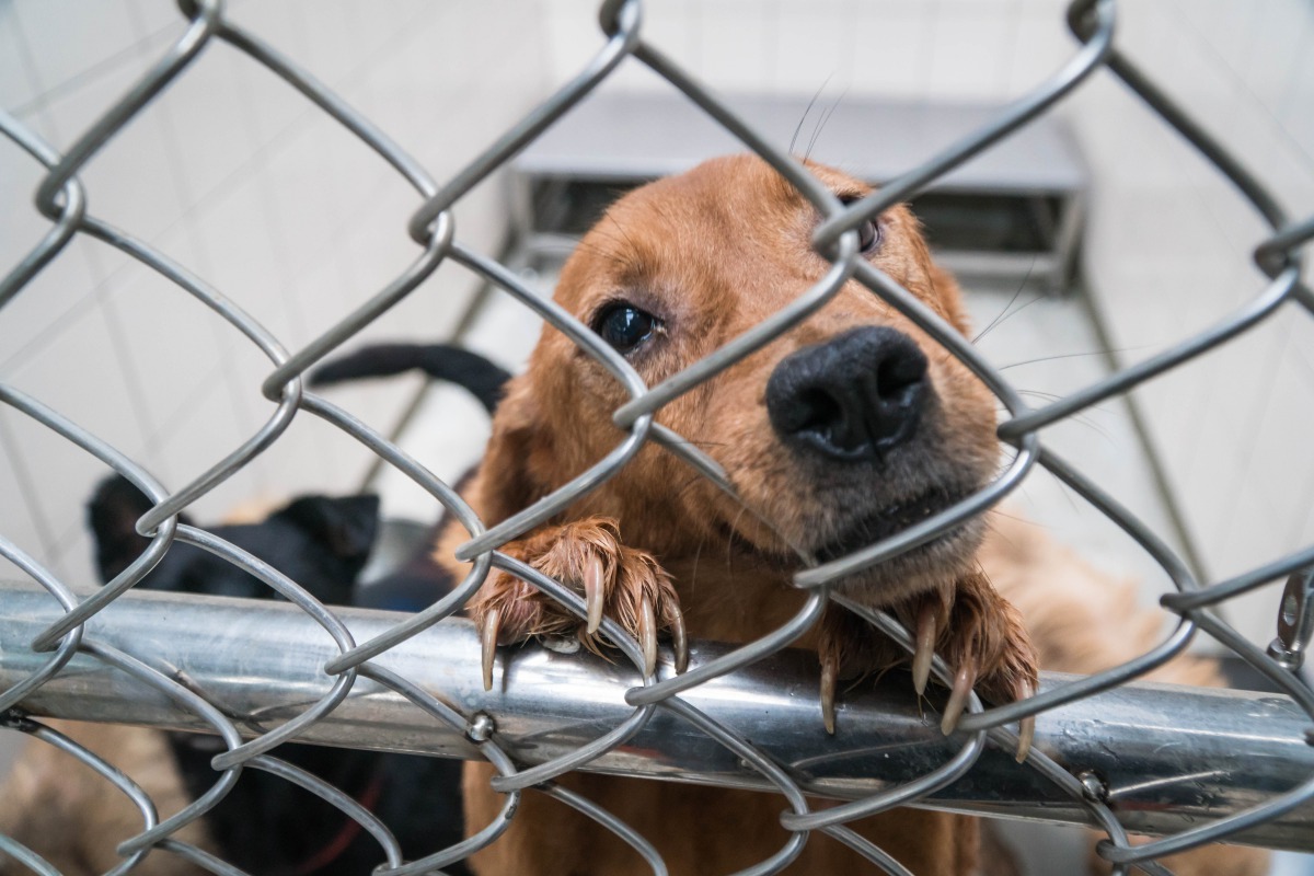 過去曾生活在煉獄中的犬隻需要一個溫暖的家。 TSPCA/提供