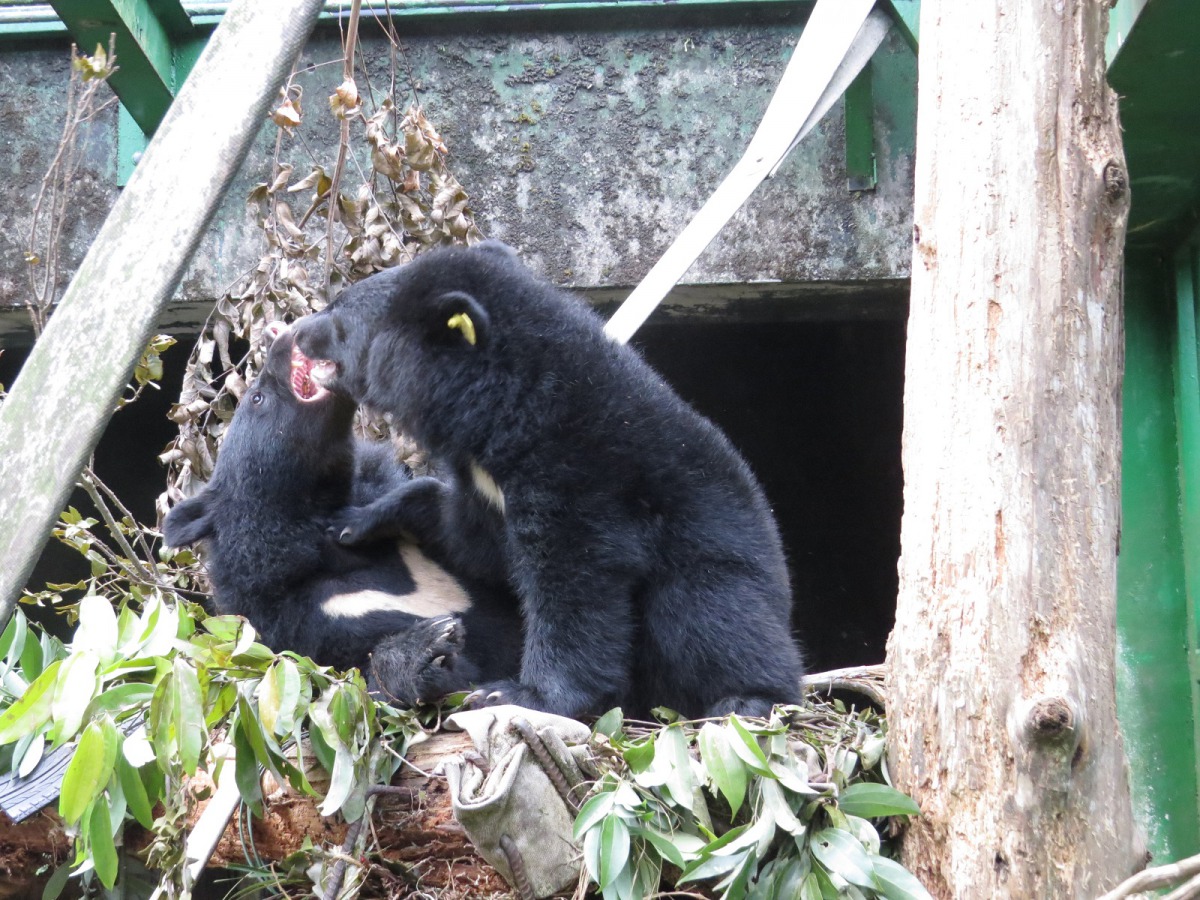 兩隻迷途的小熊「Mulas」與「Litu」順利合籠照養，開心的在平台上打鬧嬉戲。 台東林管處/提供