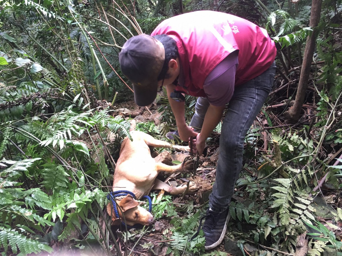 新店山區有隻流浪犬被獸鋏困住,動保員冒險搶救。 新北市動保處/提供