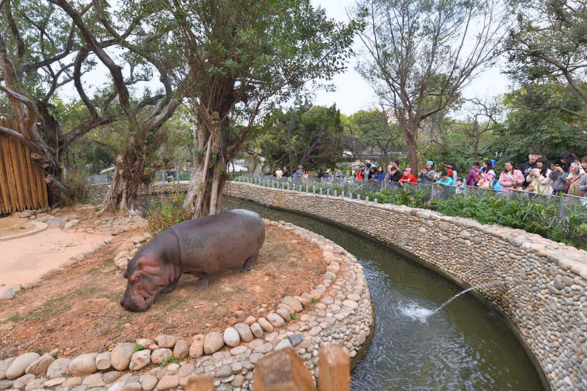 新竹動物園重新開幕，園區內的河馬「樂樂」也重新與大家見面。 取自/林智堅臉書