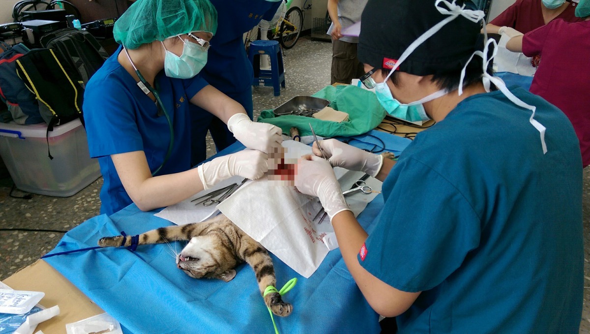 雲林縣今(108)年大幅提升犬貓絕育數量。資料照片 雲林縣政府/提供
