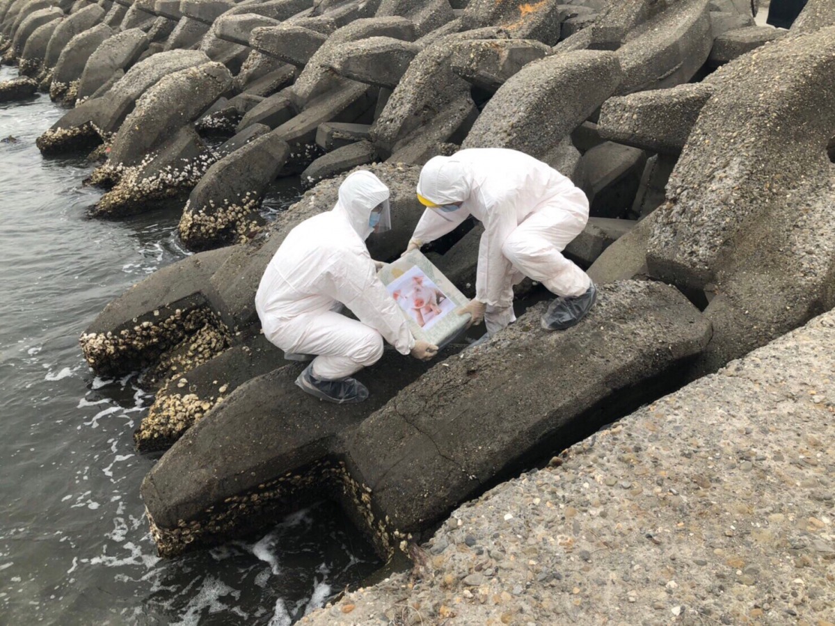 海巡署南部分署演練在海邊發現海漂豬屍的防疫應變措施。 第一一岸巡隊/提供