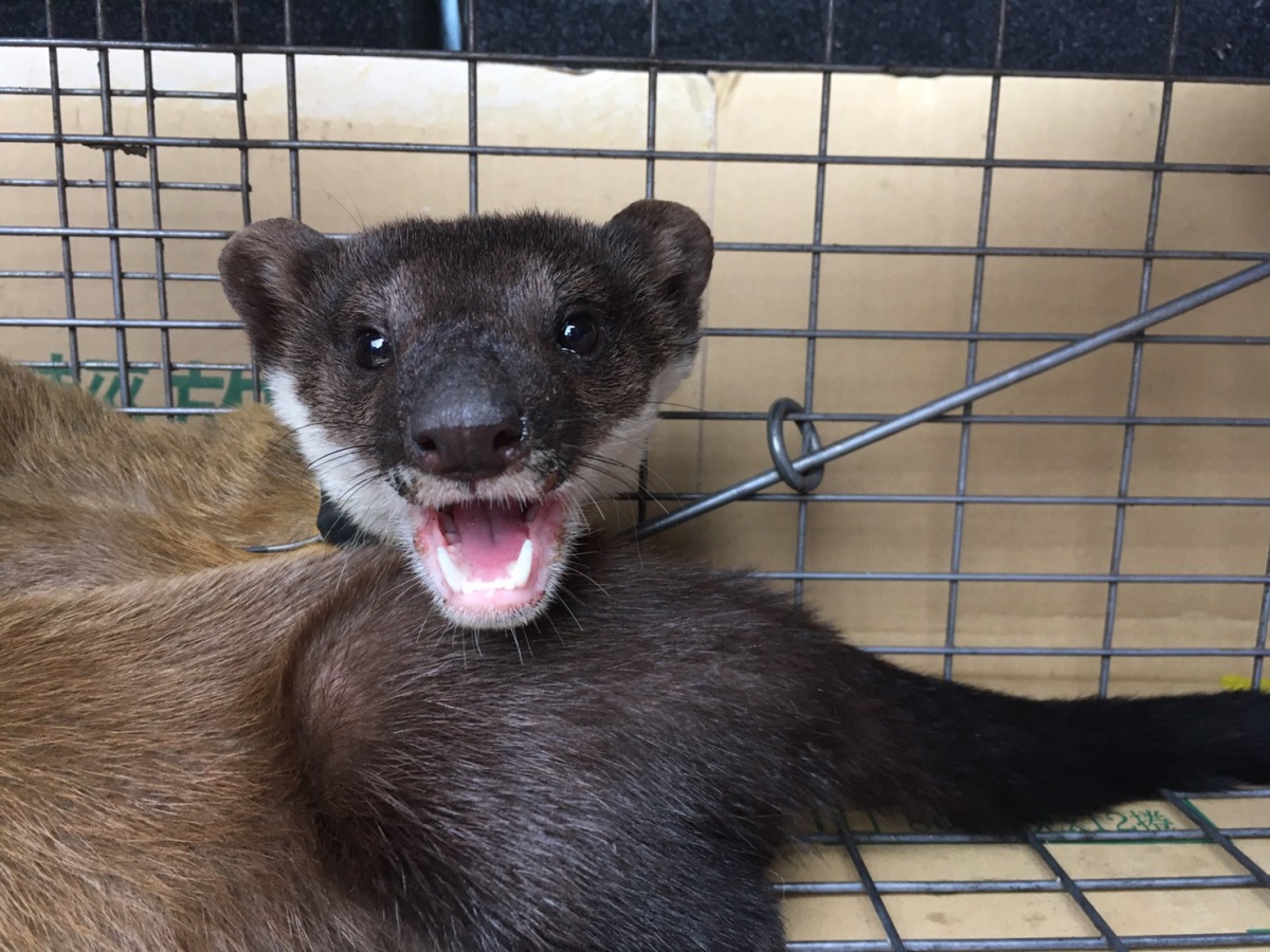 玉管處捕捉保育類黃喉貂後裝上無線電項圈後繫放，藉此了解牠們的生活習性。 玉管處/提供