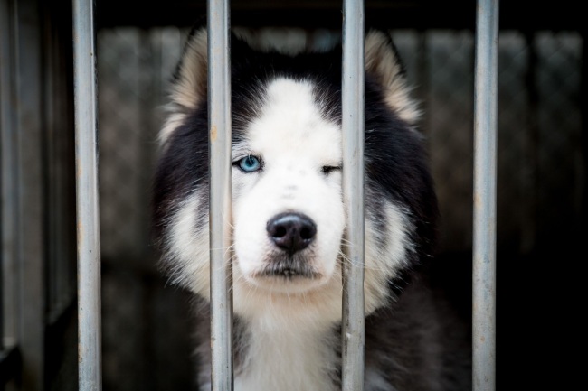 遭人惡意棄養的哈士奇「白毛」，被送到淡水動物之家收容等待新家。 新北市動保處/提供