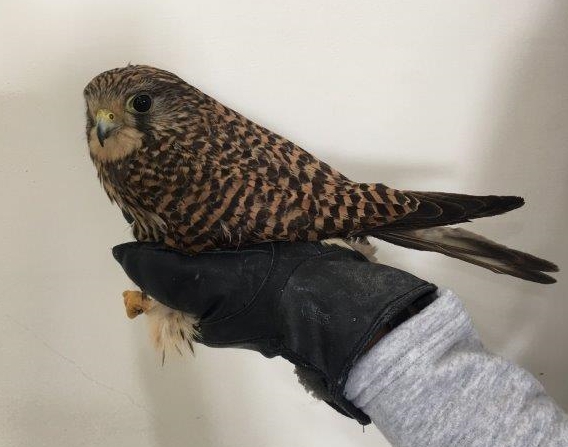 被民眾發現受困鳥網的保育類紅隼,經過照料後已恢復活力並進行野放。 金門國家公園管理處/提供